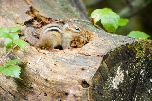 A chipmunk perched on a log in the woods.