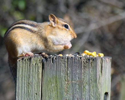 Chipmunk perched on a post eating bird food.