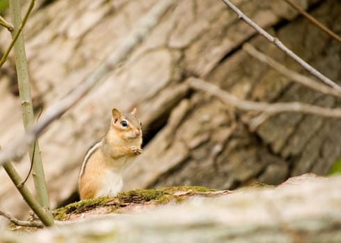 An eastern chipmunk perched on a tree trunk.