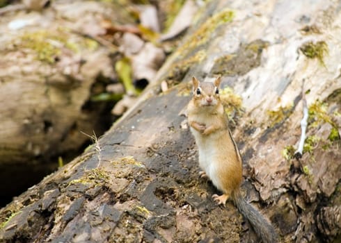 An eastern chipmunk perched on a fallen tree.