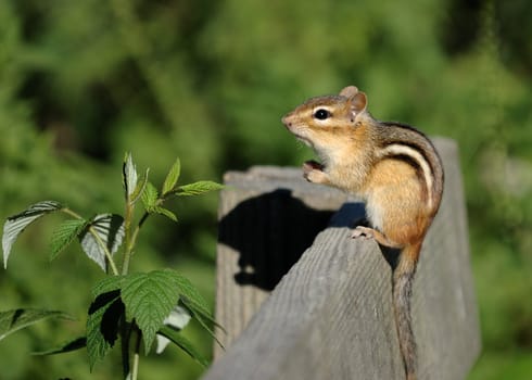 An eastern chipmunk perched on a wooden bench.