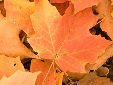 Fallen maple leaves in the fall season.