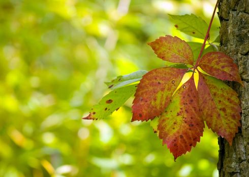 A leaf changing colors as the seasons change.