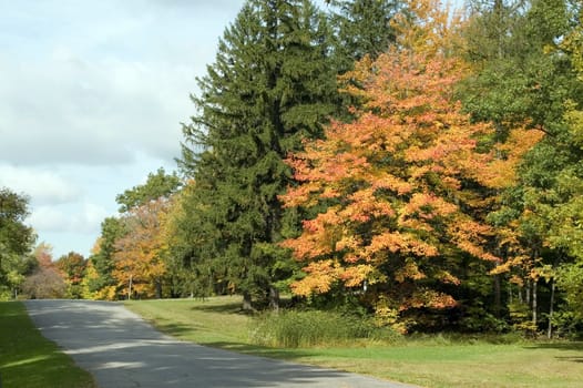 A scenic view of a country road in the autumn season.