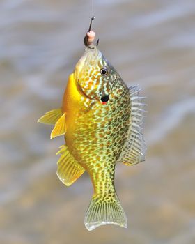 A freshwater sunfish caught on a fish hook.