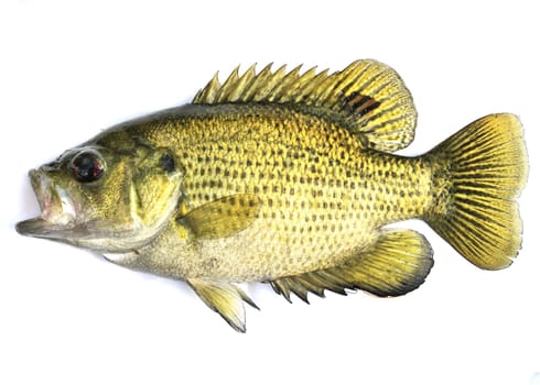 An image of a freshwater rock bass.