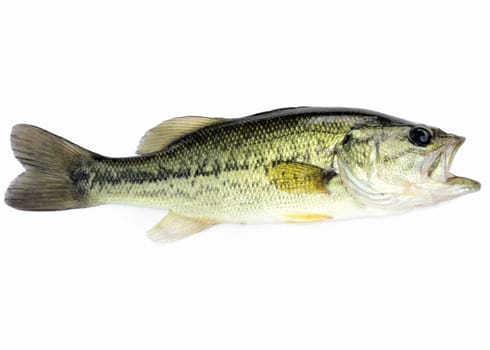 A young  fresh water largemouth bass.