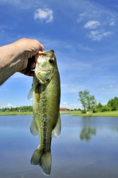 A largemouth freshwater bass caught on a small pond.