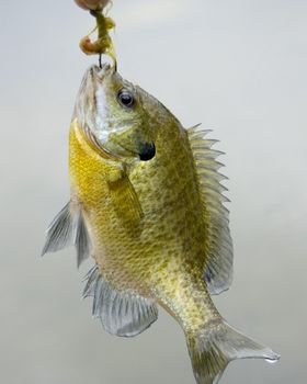 Bluegill caught on a hook with a worm.