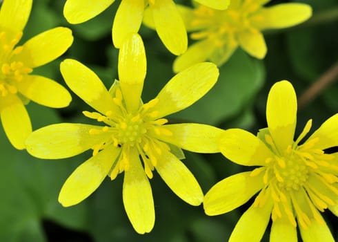 A small group  of  lesser celandine flowers in early spring.