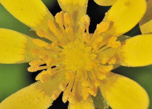 A close-up macro shot of a lesser celandine flower in early spring.