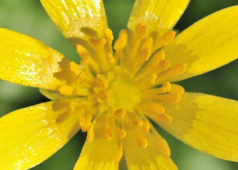 A close-up macro shot of a lesser celandine flower in early spring.