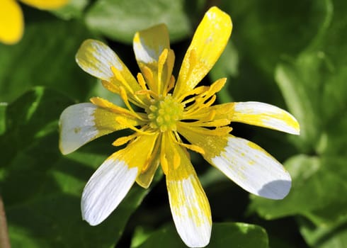 A close-up macro shot of a lesser celandine flower in early spring.