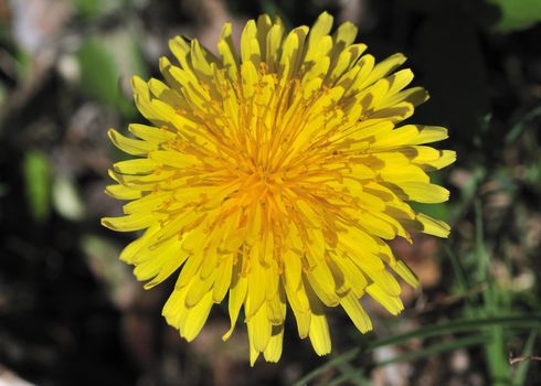 A close-up of a common dandelion in early May.