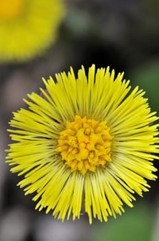 A wild Coltsfoot herb flower in bloom.