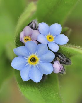 A small cluster of forget me not flowers.