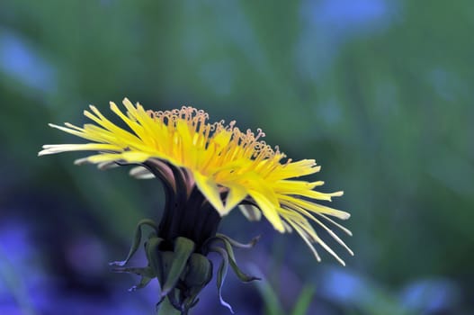 A side view of a common dandelion in early May.