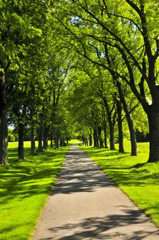 Recreational path in green park lined up with trees