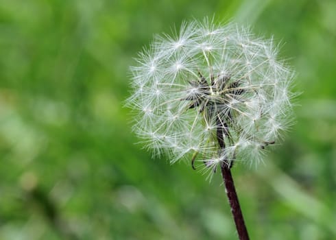 Dandelion seeds ready to be blown off the stem.