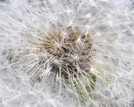 A group of dandelion seeds about to fly off in the wind.