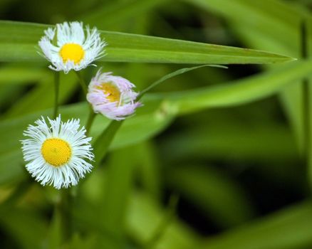 A blooming Philadelphia Fleabane (Erigeron philadelphicus) in the wild.