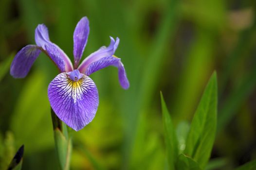 A blooming blue flag iris in upstate New York.