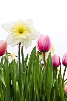 Tulips and daffodils isolated on white background, floral border