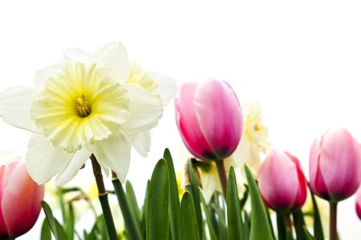 Tulips and daffodils isolated on white background, floral border
