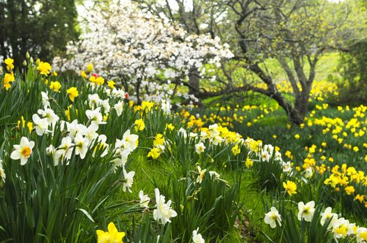 Field of blooming daffodils in spring park