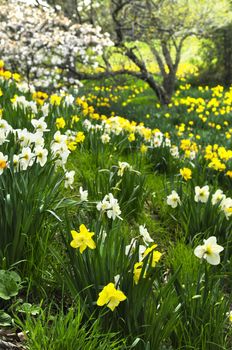 Field of blooming daffodils in spring park