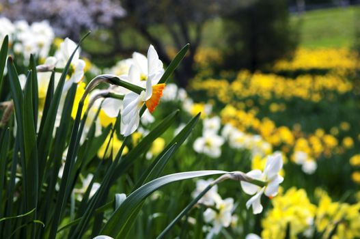 Field of blooming daffodils in spring park