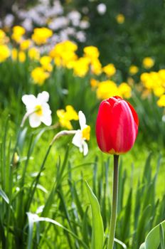 Field of blooming flowers in spring park