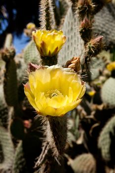 Bright yellow flowers of the prickly pear cactus in the Anza Borrego desert in southern california