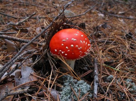 The small fly-agaric under stills in pine forest