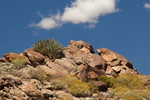 Anza Borrego desert and state park with rocks and cactus