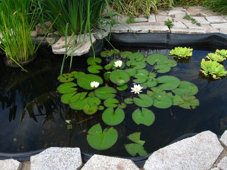 Decorative pond with nenuphar and coins surrounded stones