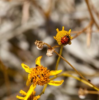 Close up of ladybird on the yellow center of a flower that has seen better days