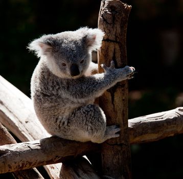 Australian Koala bear backlit by the sun and grasping onto a branch