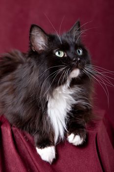 Beautiful domestic cat on a red background