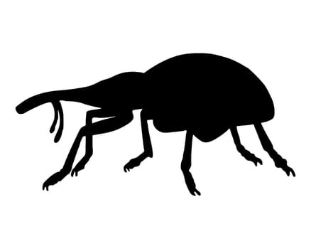 Weevil (Curculionidae)