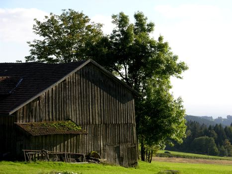Barn in Bavaria with ash tree