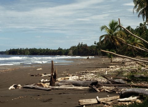 Beach in Cosat Rica with palms and dead wood