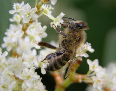Bee on flower of Japanese knotweed