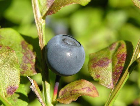 Bilberry with leaves