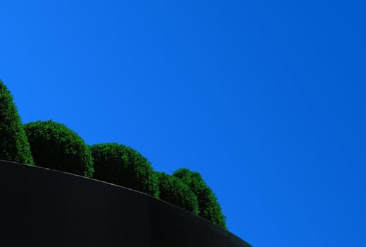 Buxus (boxwood) and blue sky