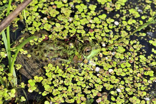 A bullfrog well concealed in a swamp.