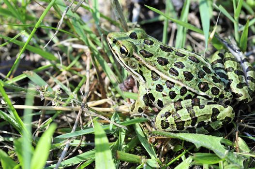 A close-up shot of a leopard frog in the grass.