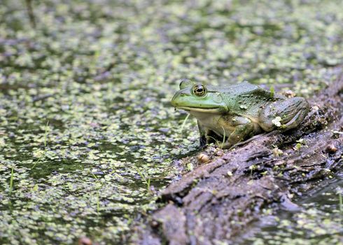 A bullfrog perched on a log in a marsh.