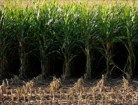 Corn field partly harvested with view into the corn rows