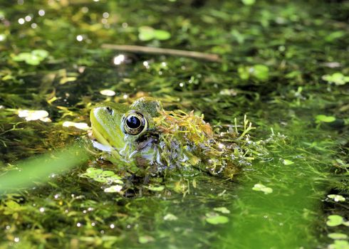 A bullfrog well concealed in a swamp.